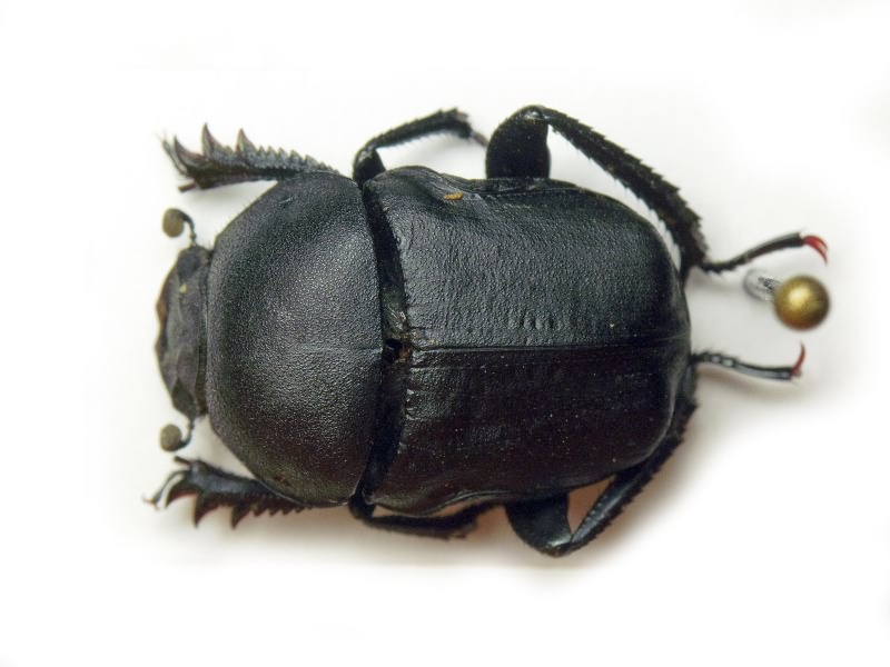 Gymnopleurus mopsus (Pallas, 1781)